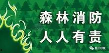 森林防火视频,守护绿色家园的守护神