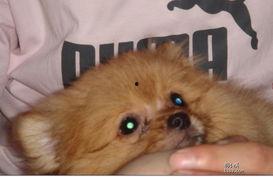 噜噜动态视频观看,趣味瞬间，欢乐无限