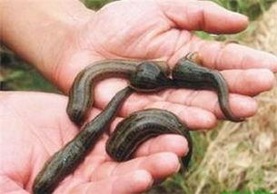 致富经水蛭养殖视频